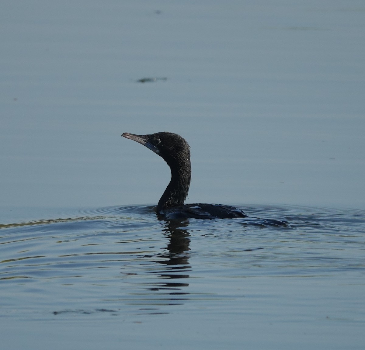 Little Cormorant - ML646831045