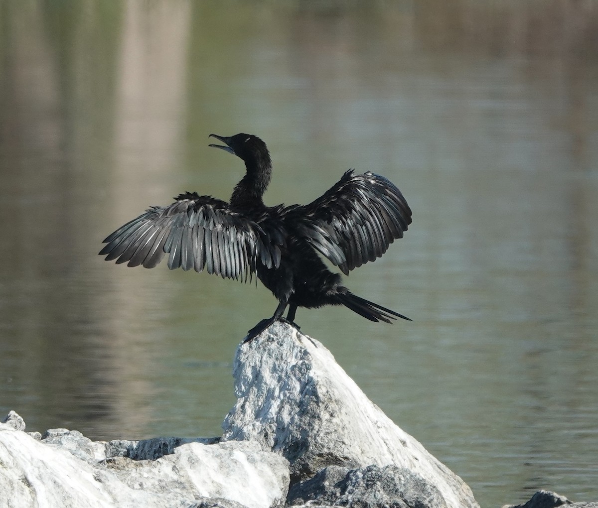 Little Cormorant - ML646831046