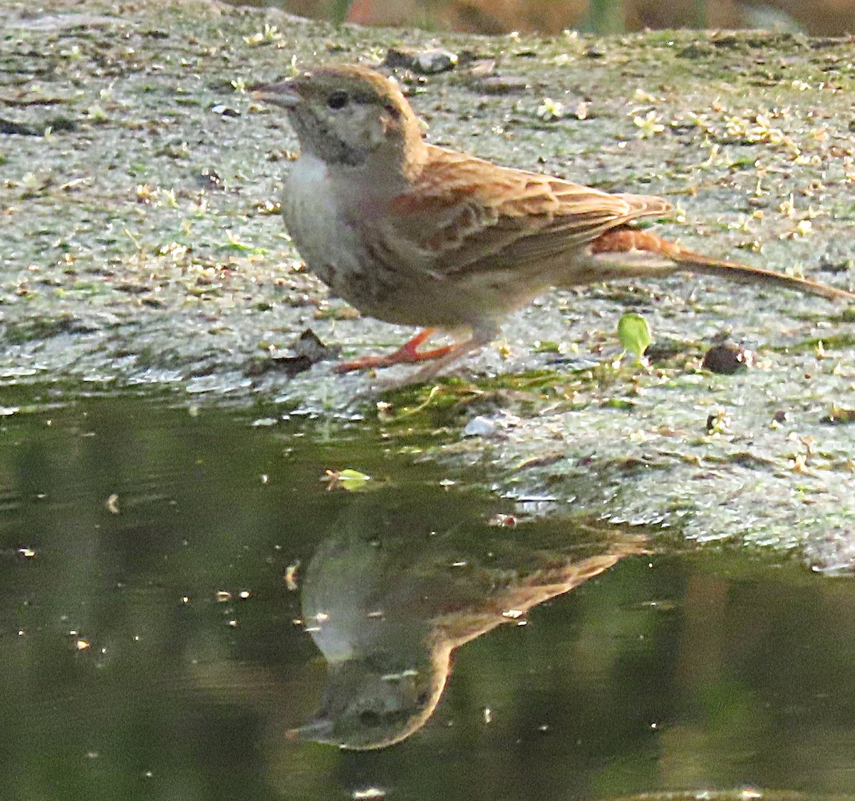 Berdantza lepazuria - ML646831048