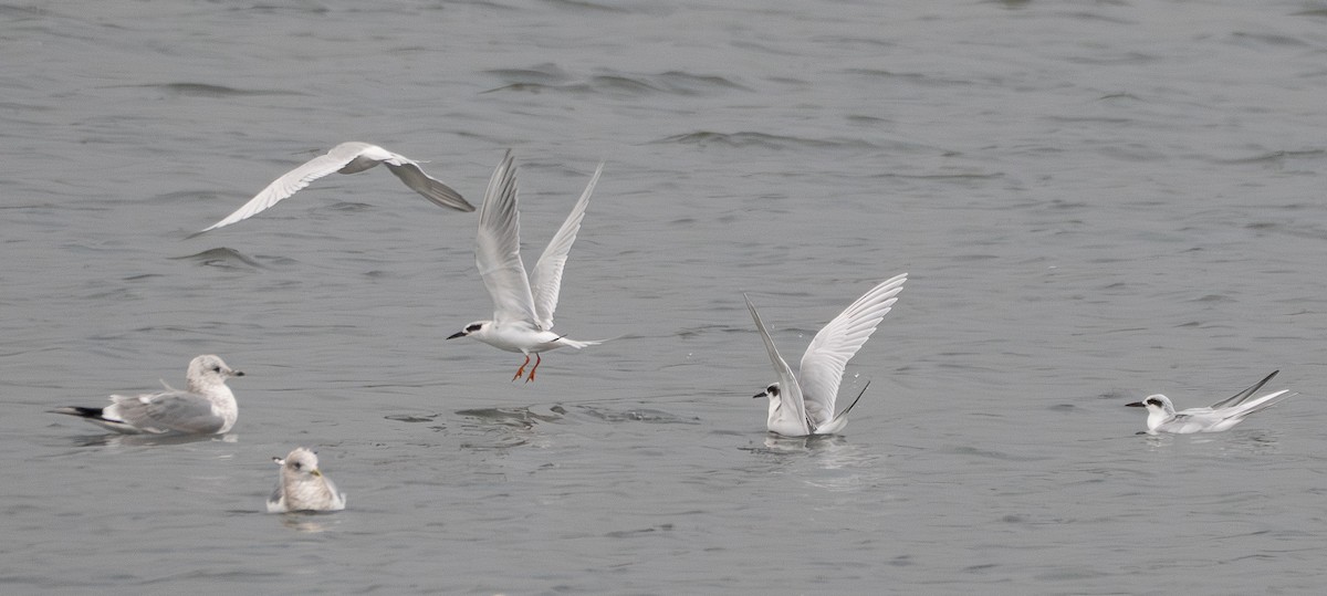 Forster's Tern - ML646831049