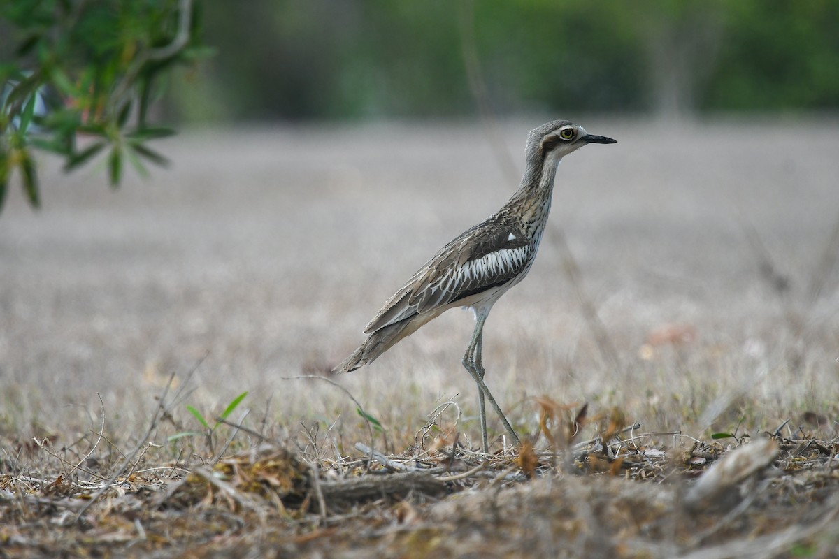 Австралийская авдотка - ML646831050