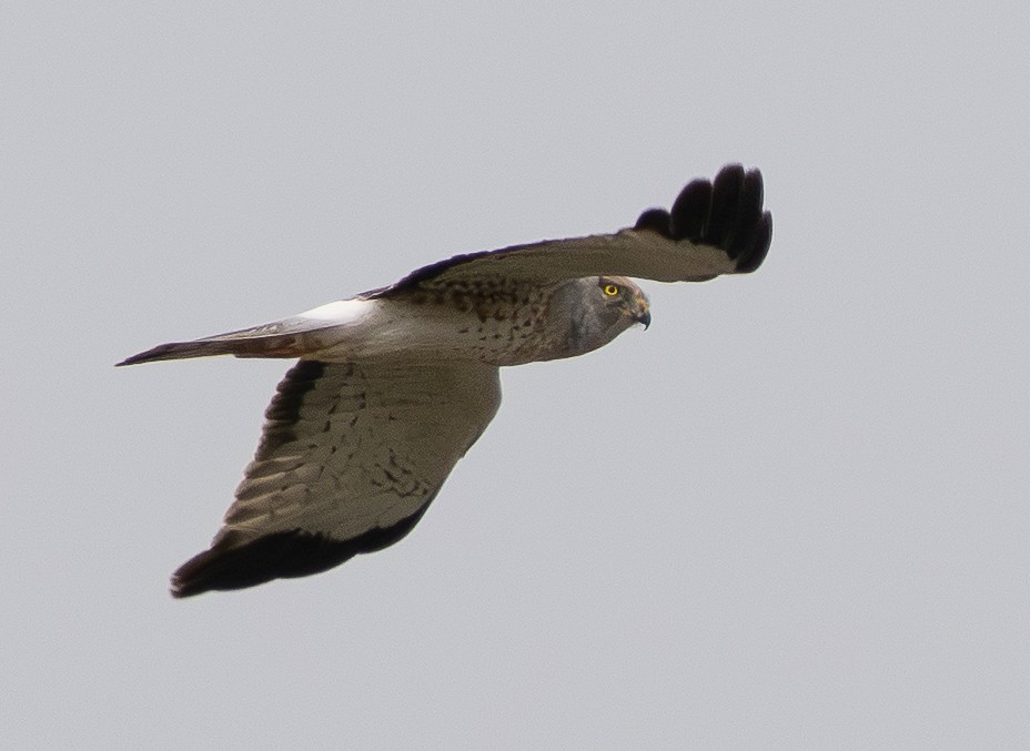 Лунь американський - ML646831053