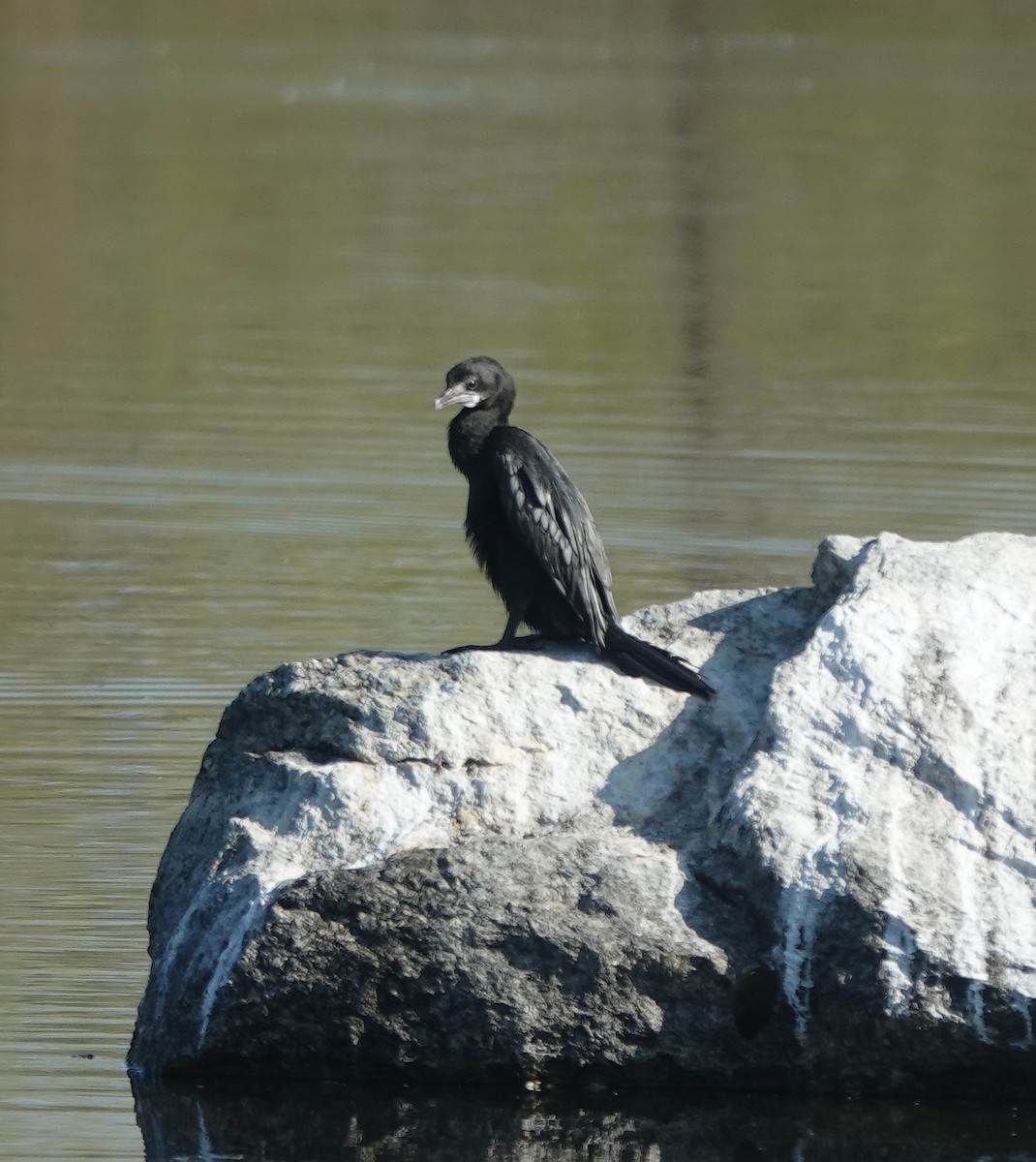 Little Cormorant - ML646831055