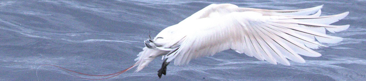 Red-tailed Tropicbird - ML646831056