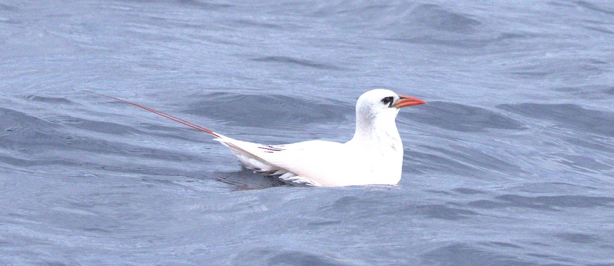 Red-tailed Tropicbird - ML646831057