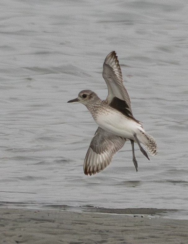 Chorlito Gris - ML646831058