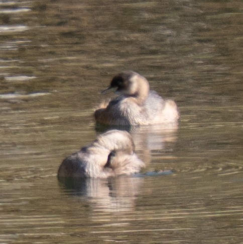 Txilinporta txikia - ML646831064