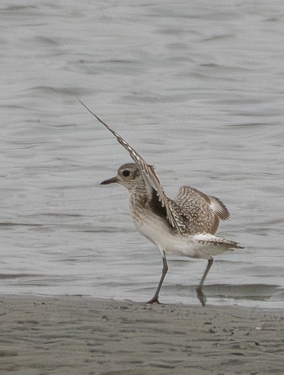 Chorlito Gris - ML646831065