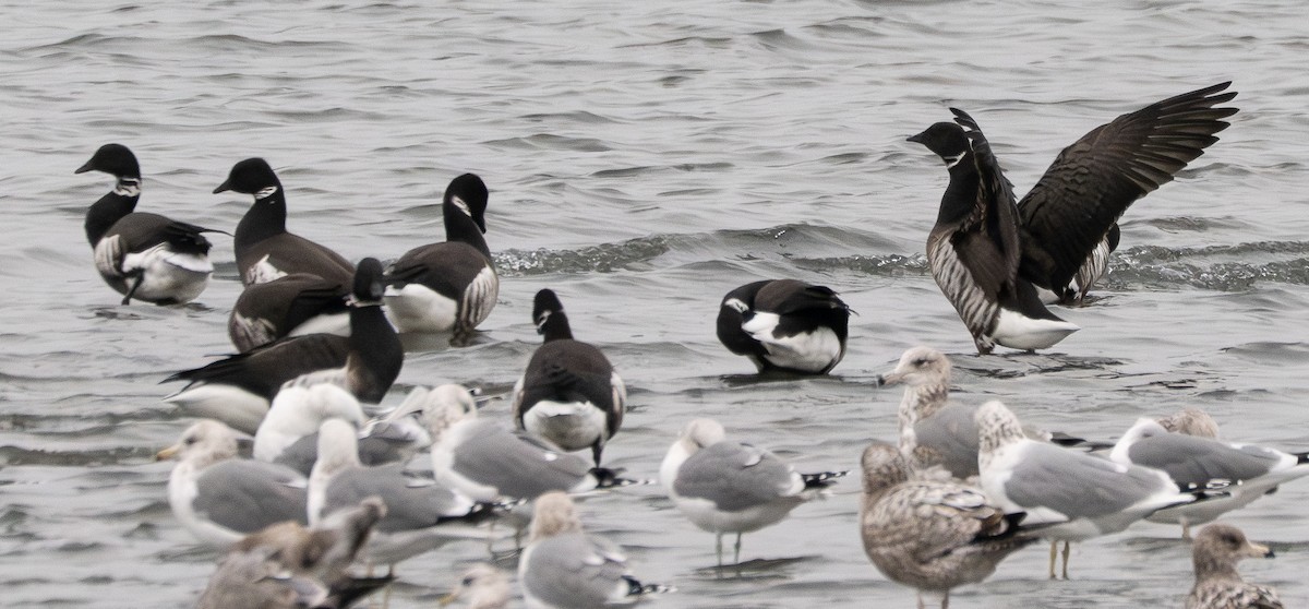 Barnacla Carinegra - ML646831068