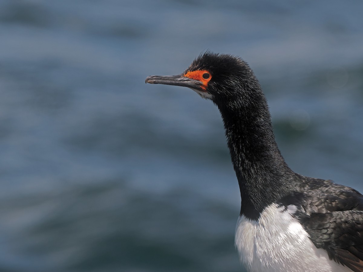 Magellanic Cormorant - ML646831069