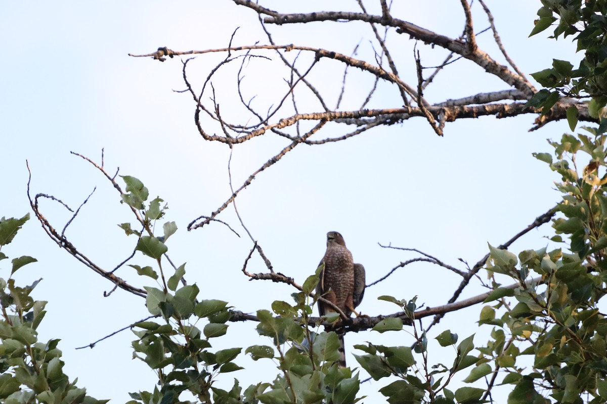 Cooper's Hawk - ML646831070