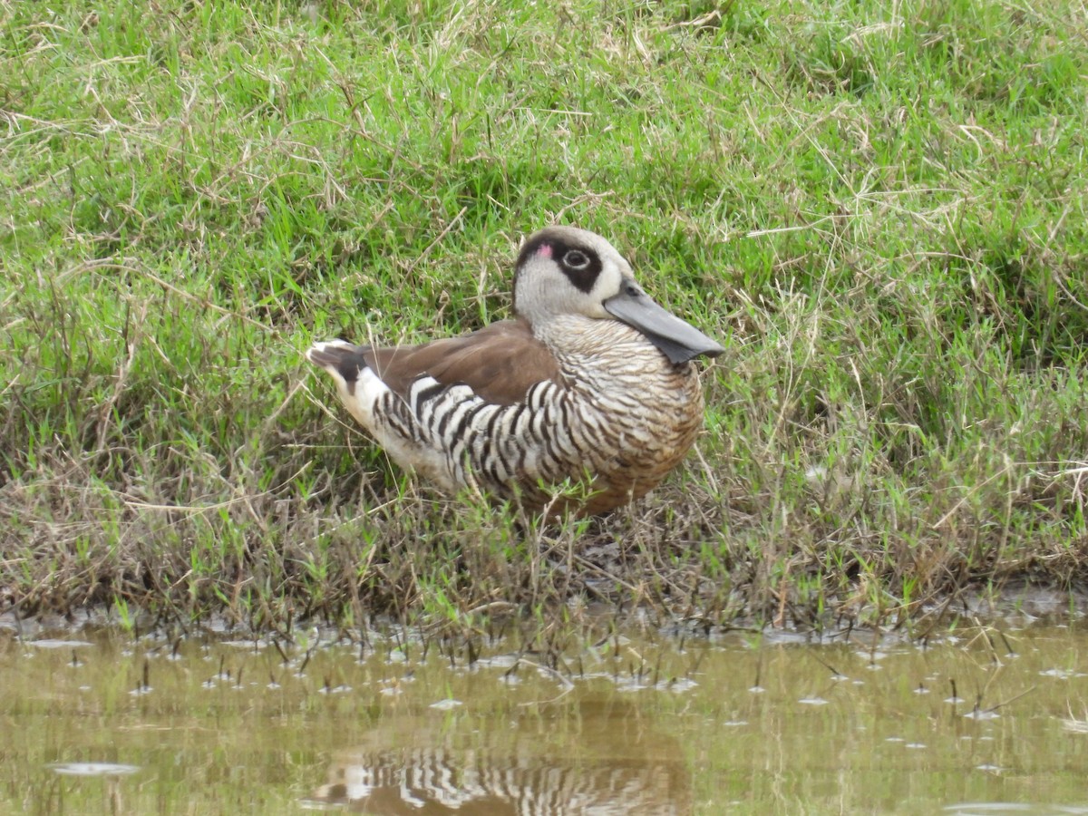 Pink-eared Duck - ML646831071