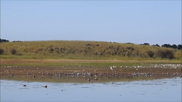 Whiskered Tern - ML646831072