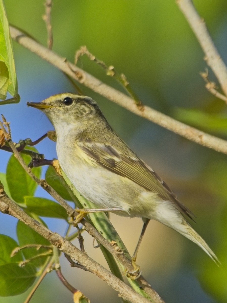 Txio marrabikoa - ML646831073