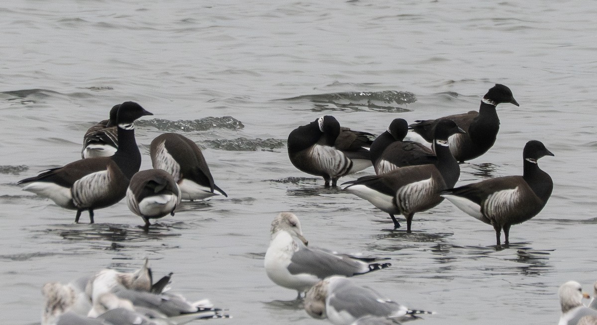 Barnacla Carinegra - ML646831076