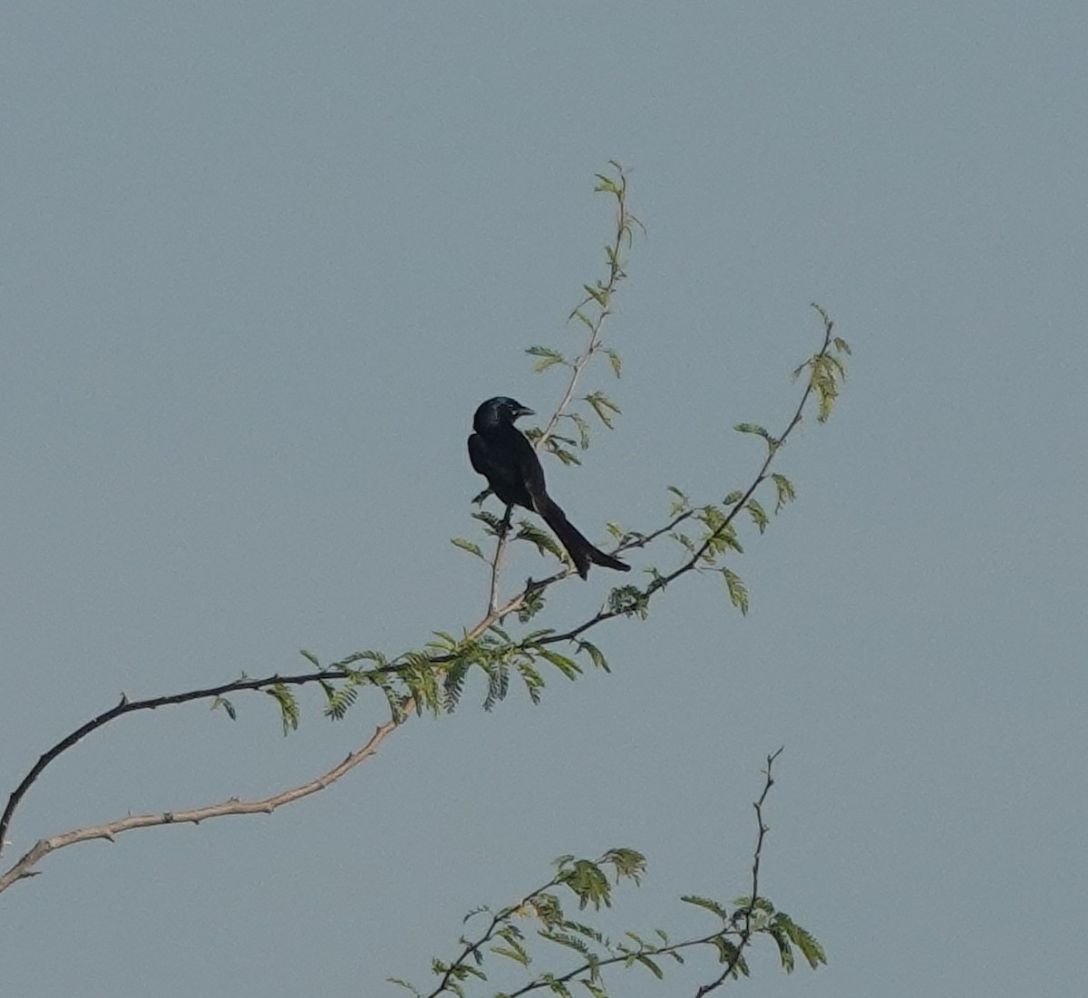Black Drongo - ML646831083