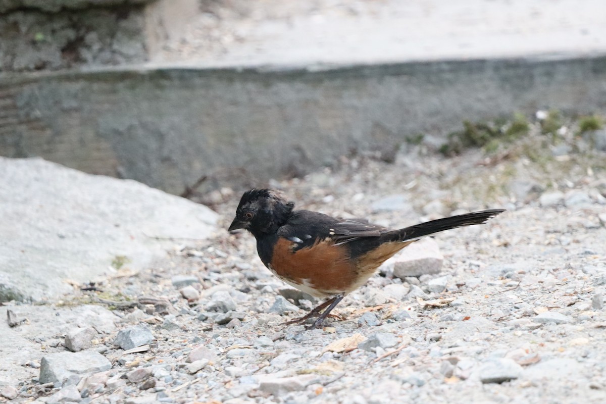 Spotted Towhee - ML646831094