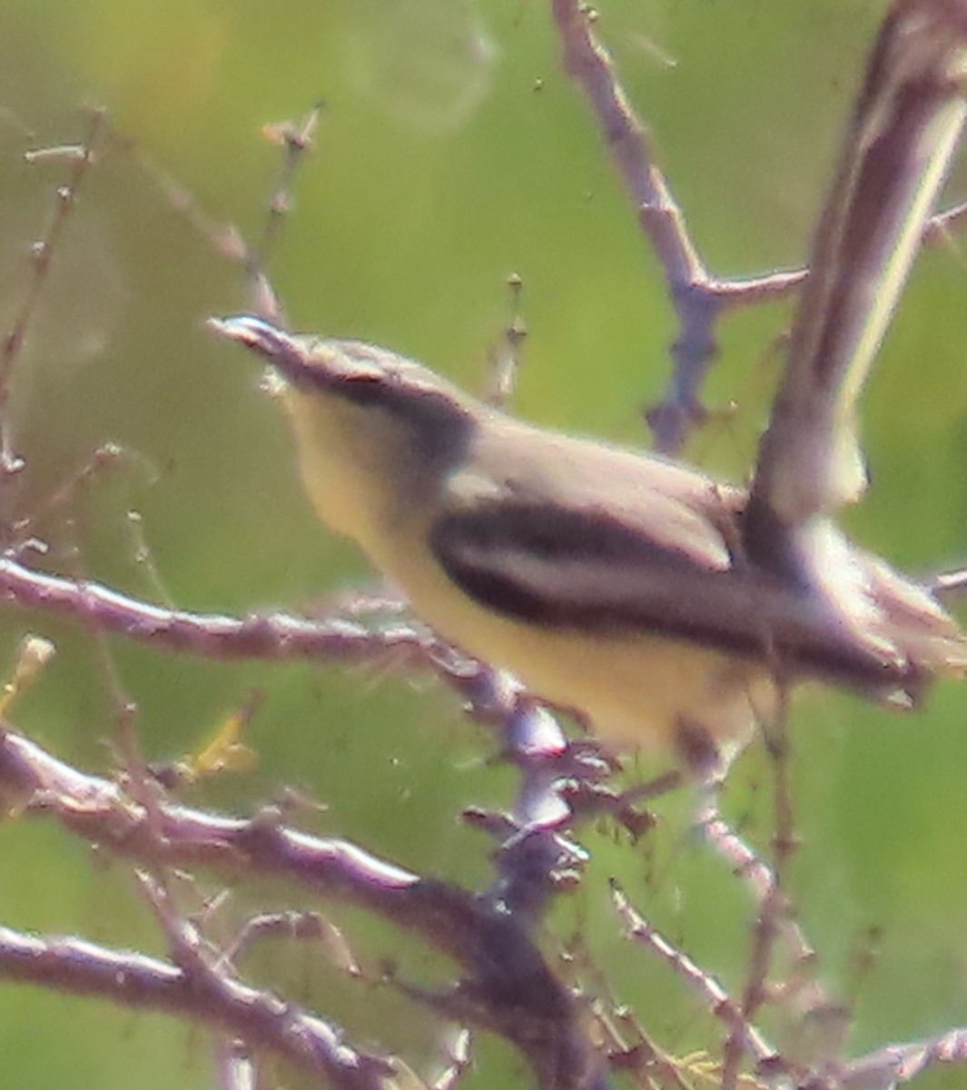 Каландрита велика - ML646831101