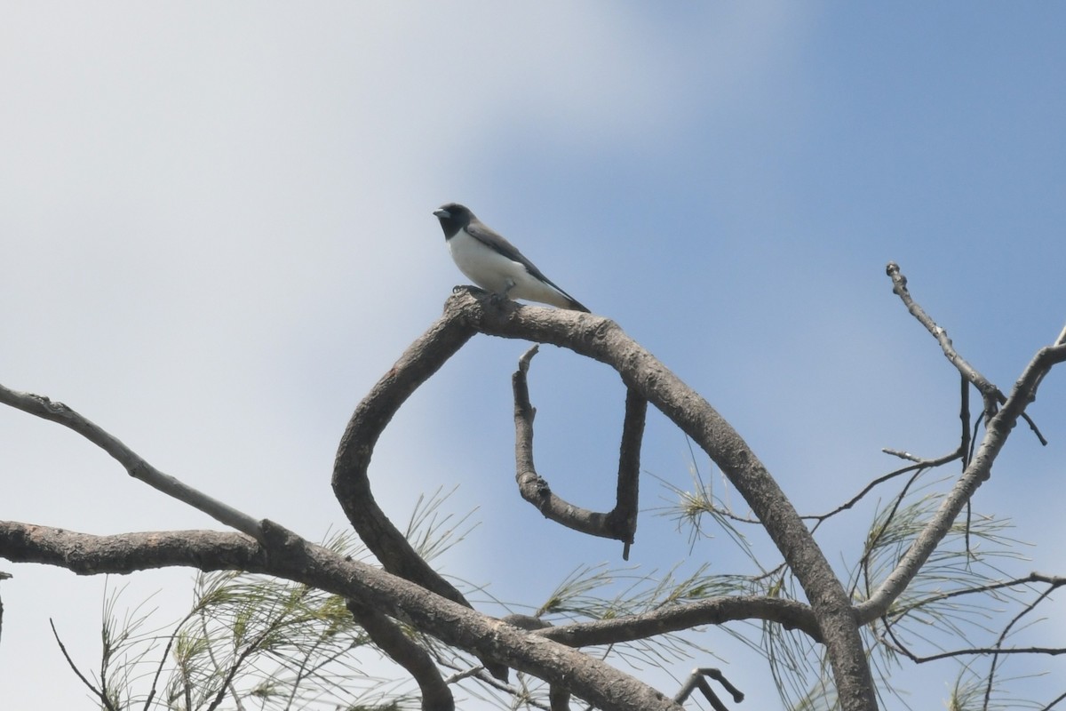 Белобрюхий артам - ML646831109