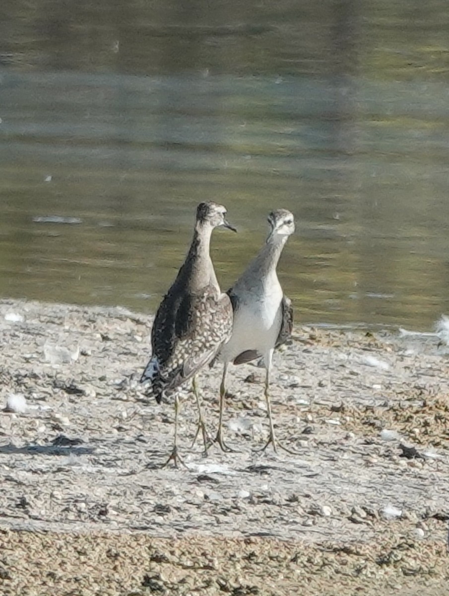 vodouš bahenní - ML646831116