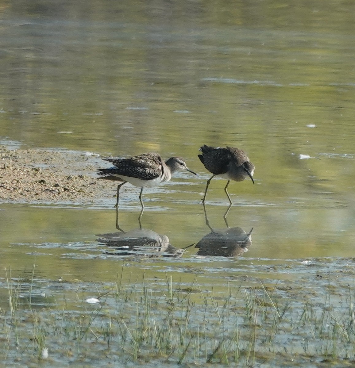 vodouš bahenní - ML646831117