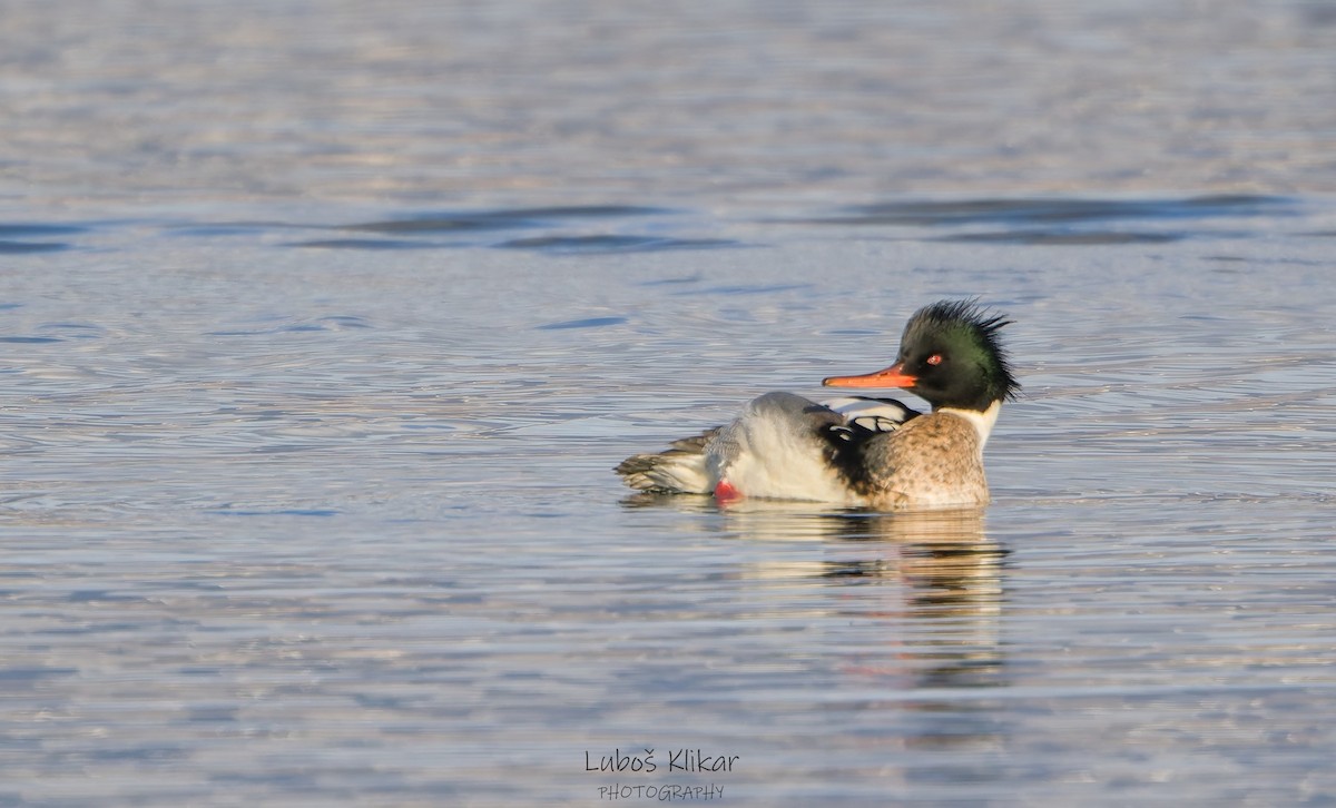 Red-breasted Merganser - ML646831118