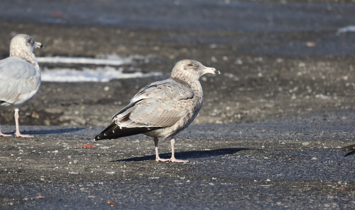 American Herring Gull - ML646831119