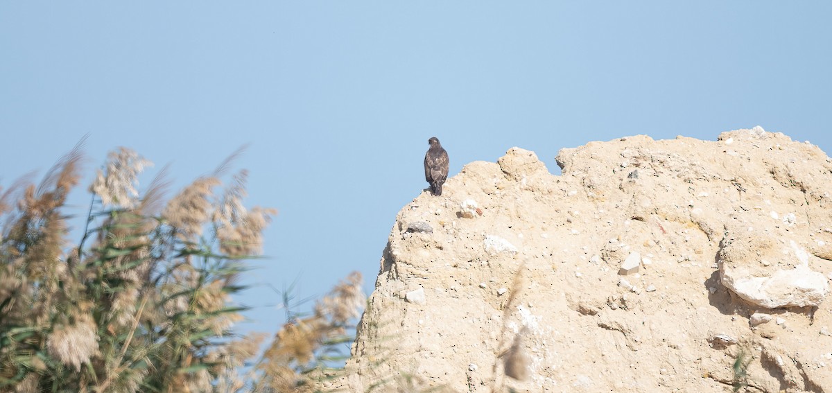 Zapelatz arrunta - ML646831126