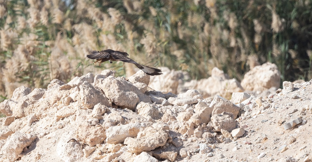 Zapelatz arrunta - ML646831127