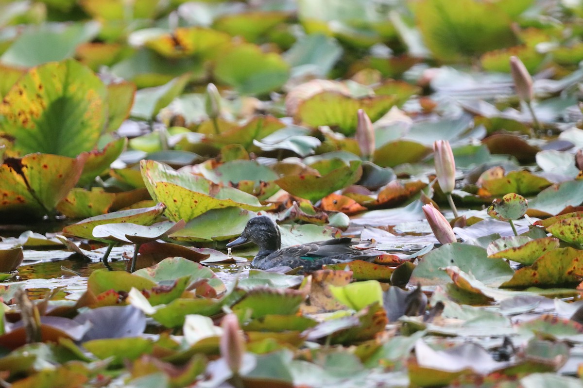 Green-winged Teal - ML646831128