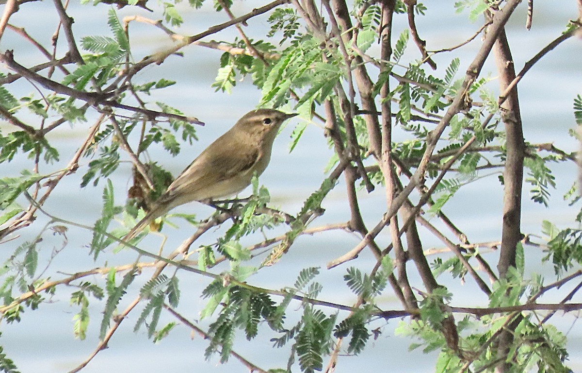 Txio arrunta - ML646831129