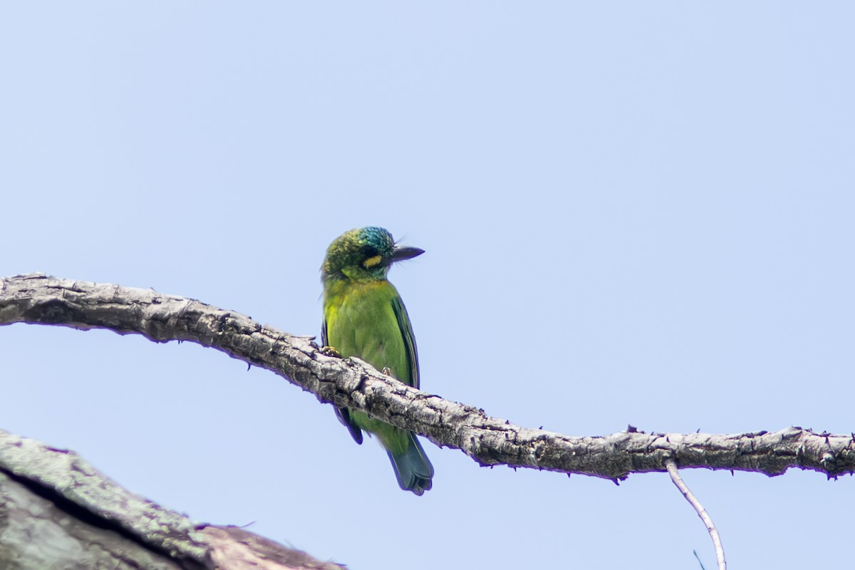 Yellow-eared Barbet - ML646831130
