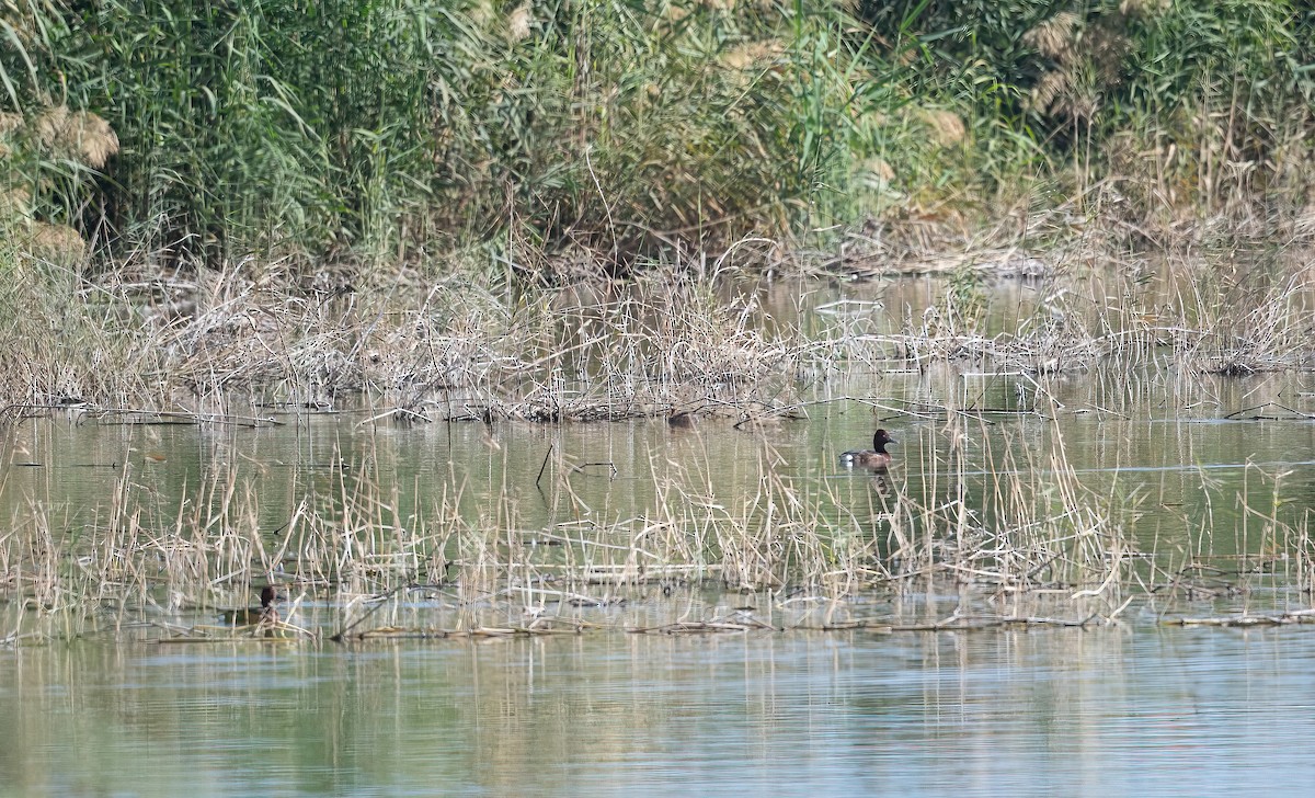 Murgilari arrea - ML646831131