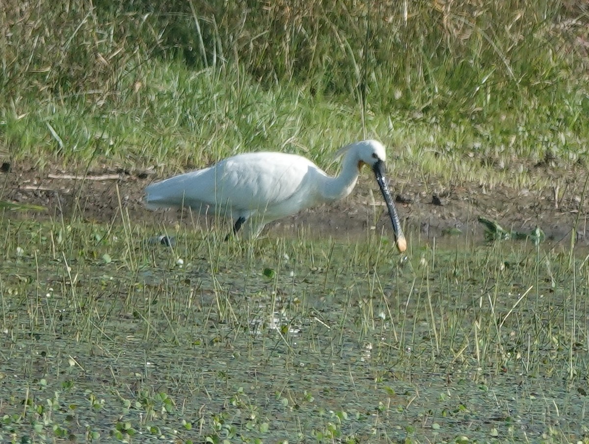 Mokozabal zuria - ML646831132