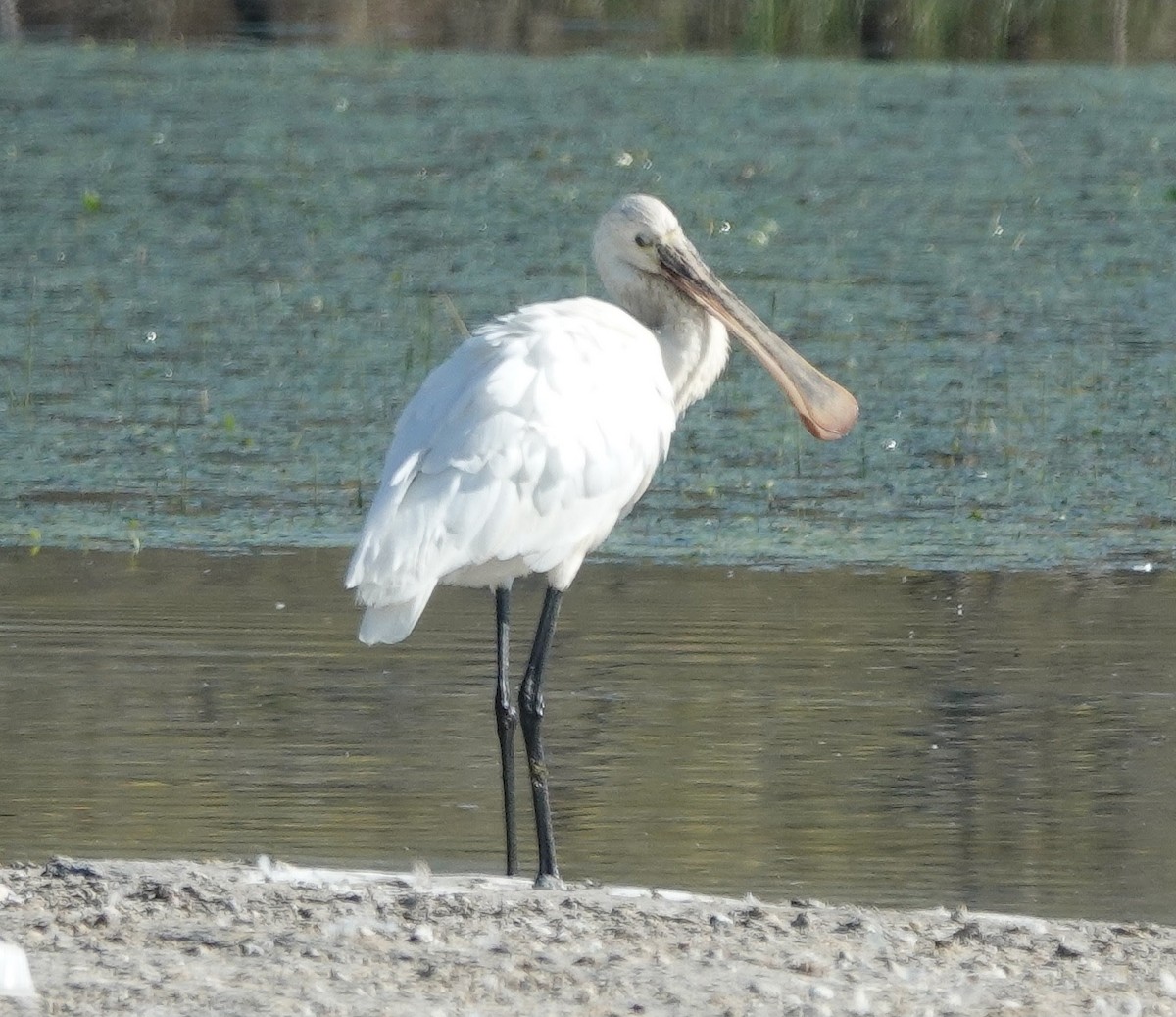 Mokozabal zuria - ML646831133