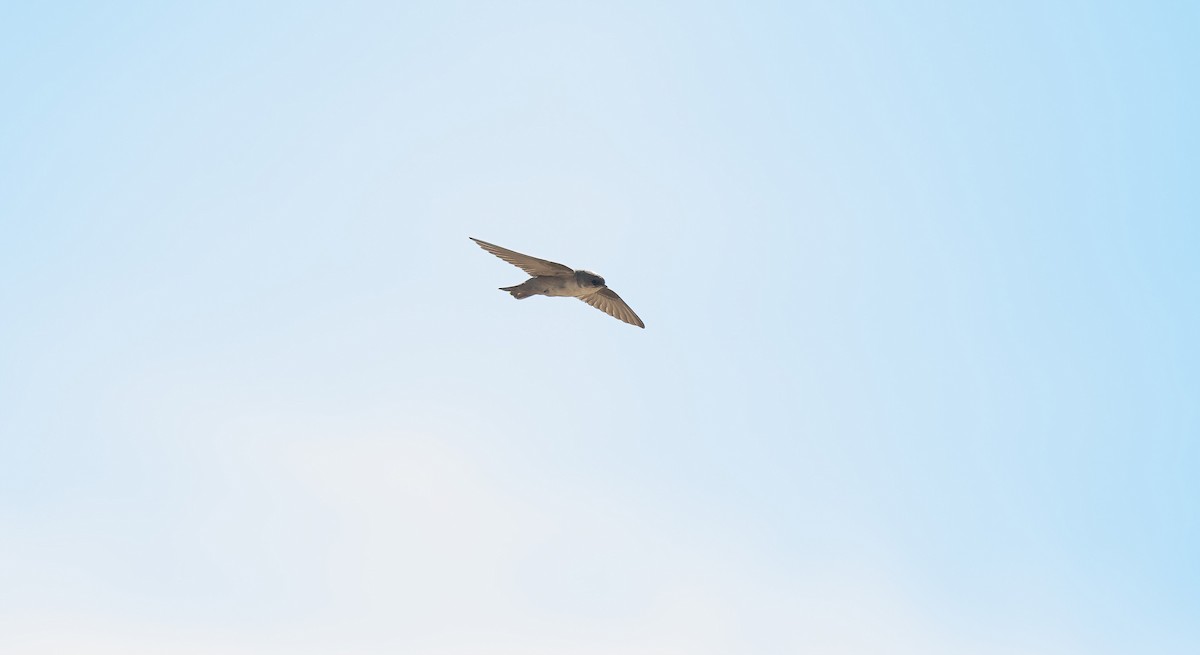 Basamortuko haitz-enara - ML646831134