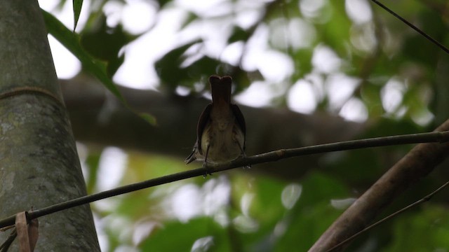 Sooty-capped Babbler - ML646831135