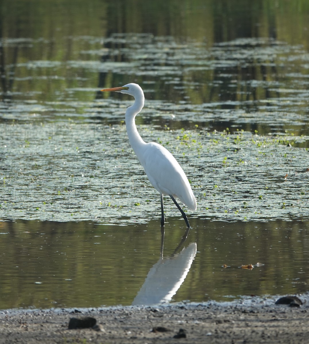 Koartza zuria - ML646831136