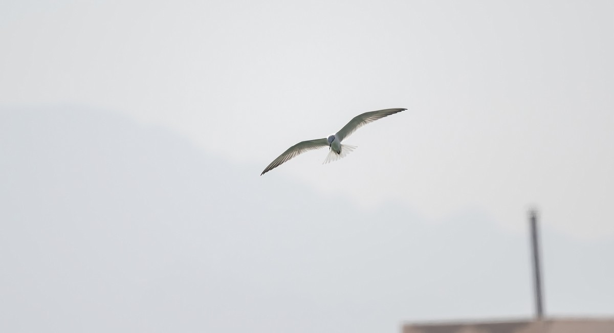 Guifette moustac - ML646831137