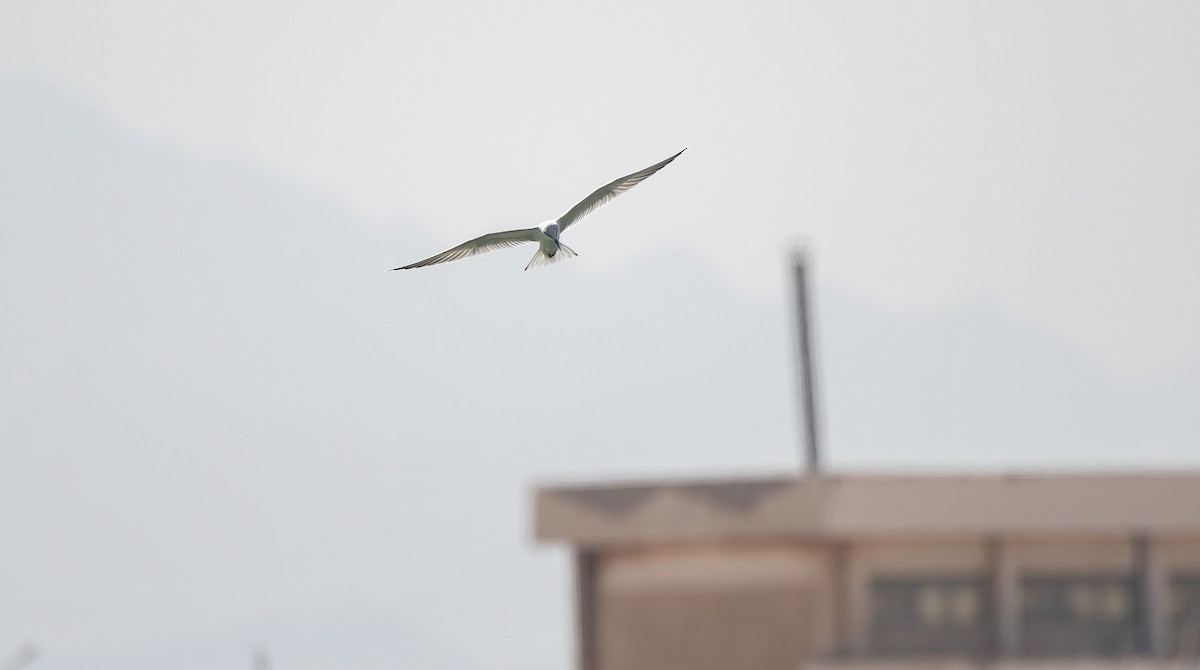 Guifette moustac - ML646831138