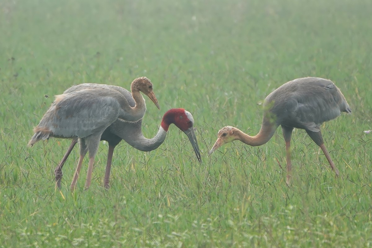 オオヅル - ML646831139