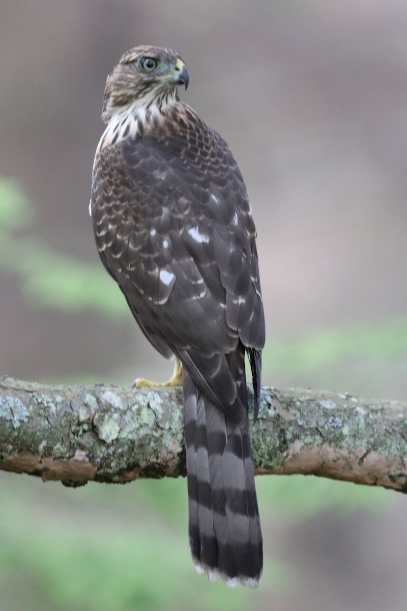Cooper's Hawk - ML646831140