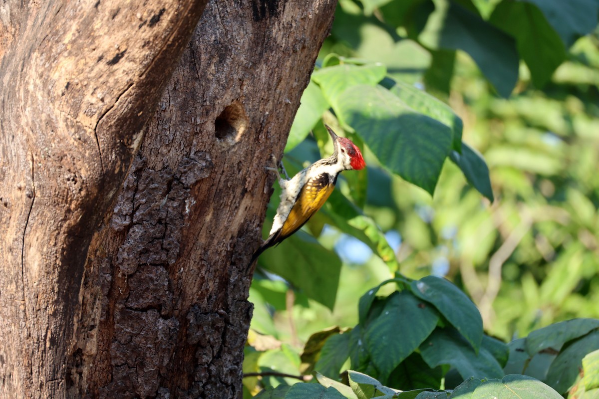 Black-rumped Flameback - ML646831141
