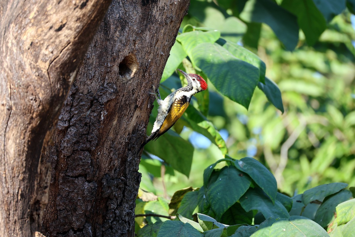 Black-rumped Flameback - ML646831142
