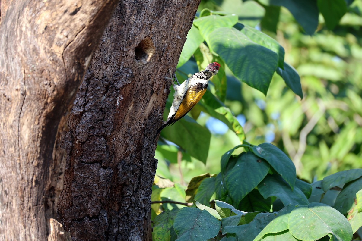 Black-rumped Flameback - ML646831143