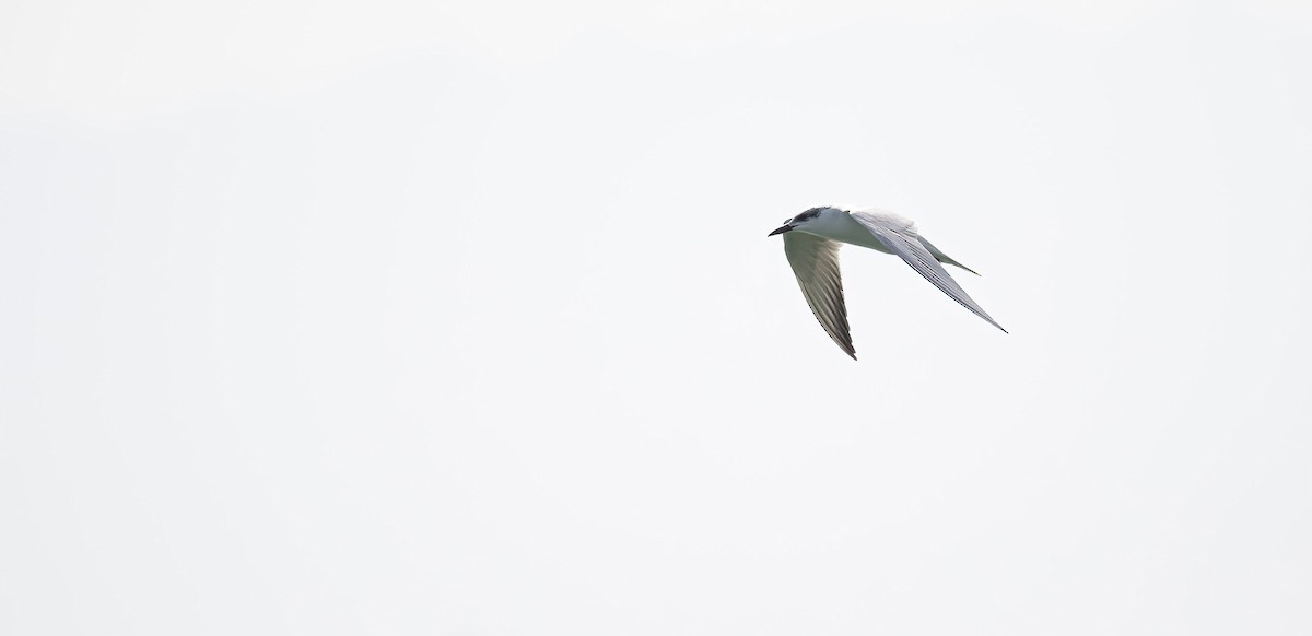 שחפית עבת-מקור - ML646831146