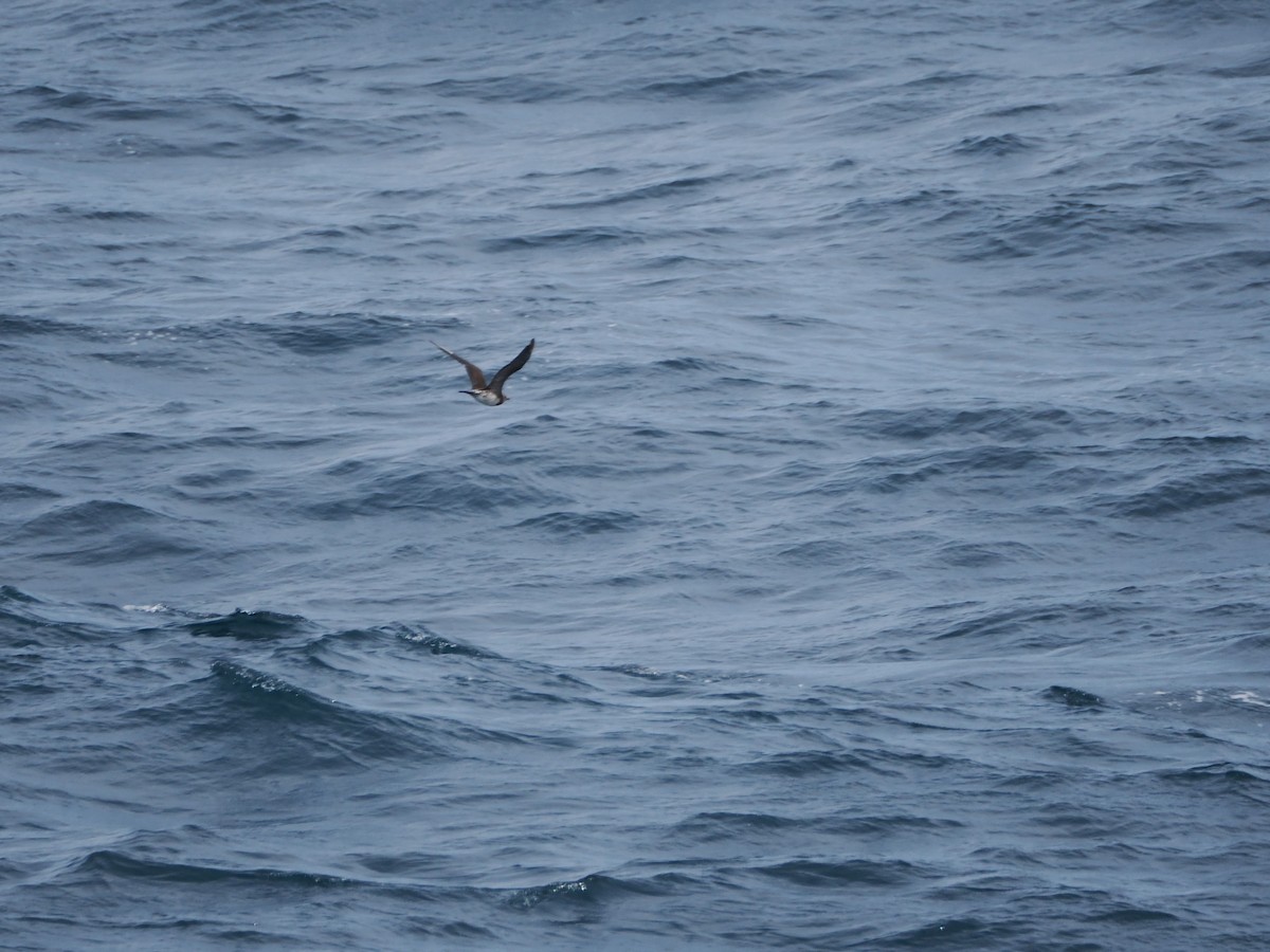 Long-tailed Jaeger - ML646831147