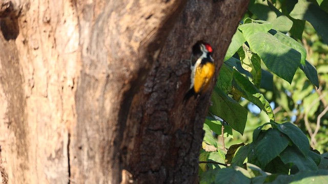 Pic du Bengale - ML646831148