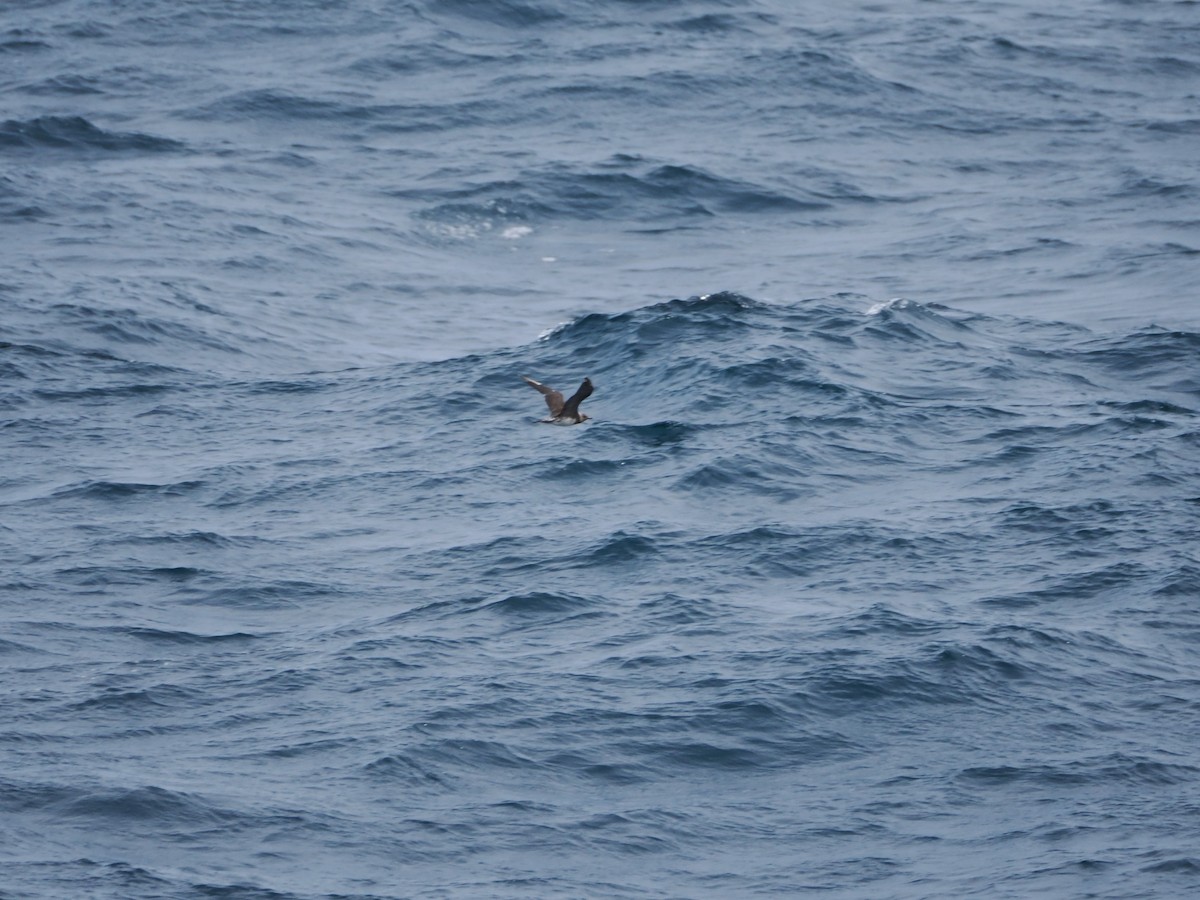 Long-tailed Jaeger - ML646831149