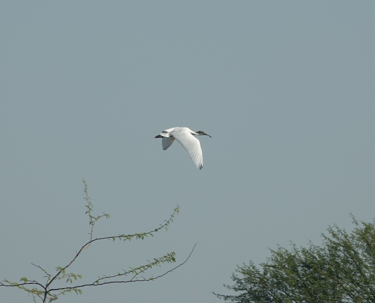 Ibis burubeltza - ML646831150